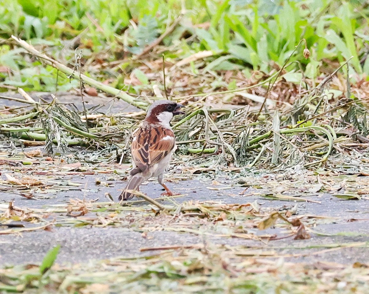 vrabec domácí - ML646841360