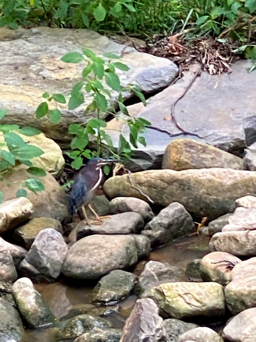 Airone verde - ML646841361