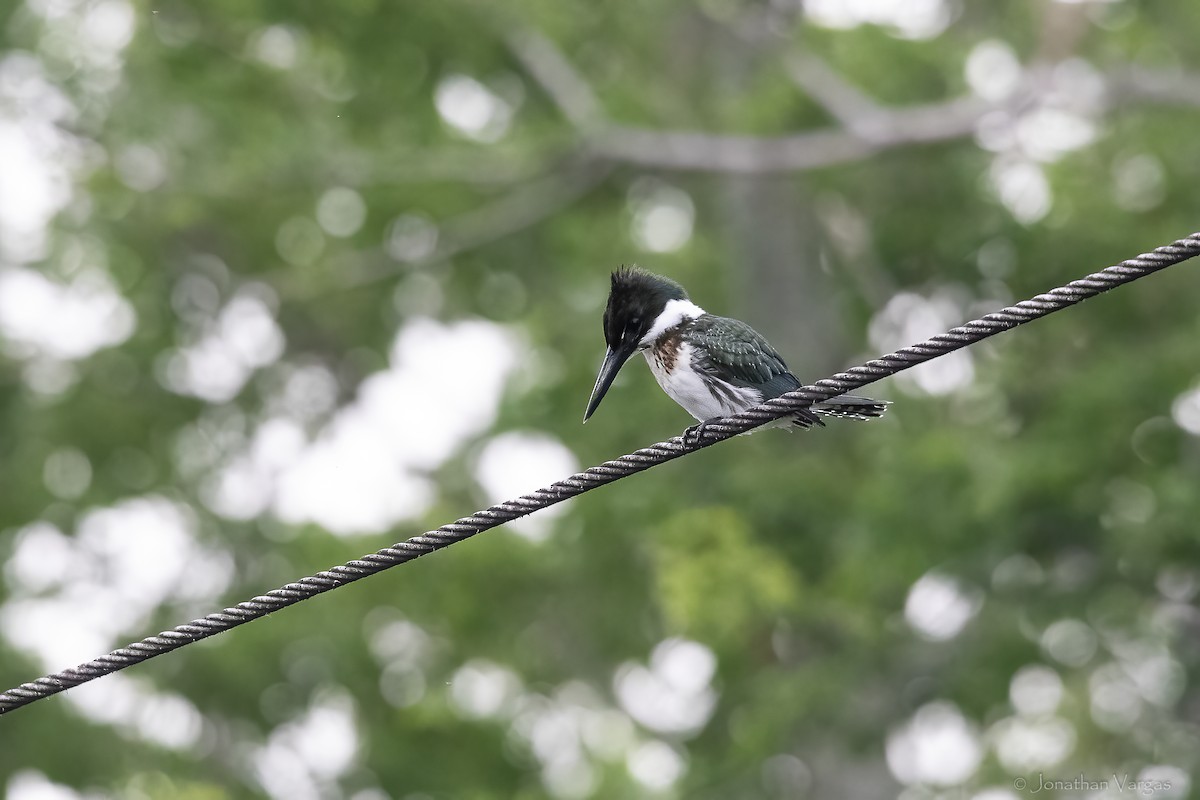 Amazon Kingfisher - ML646841363