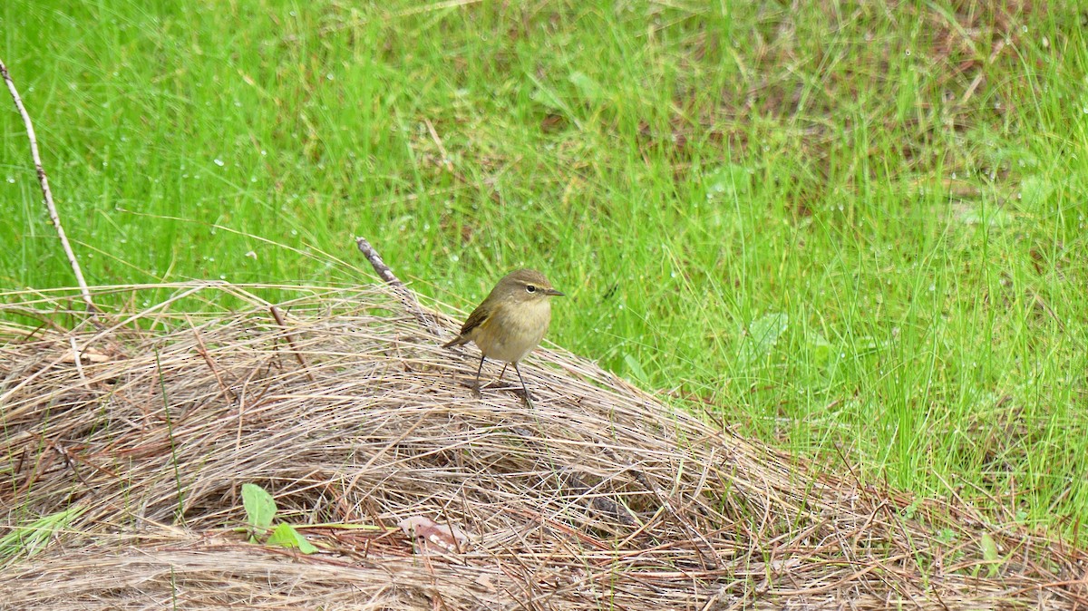 Common Chiffchaff - ML646841368