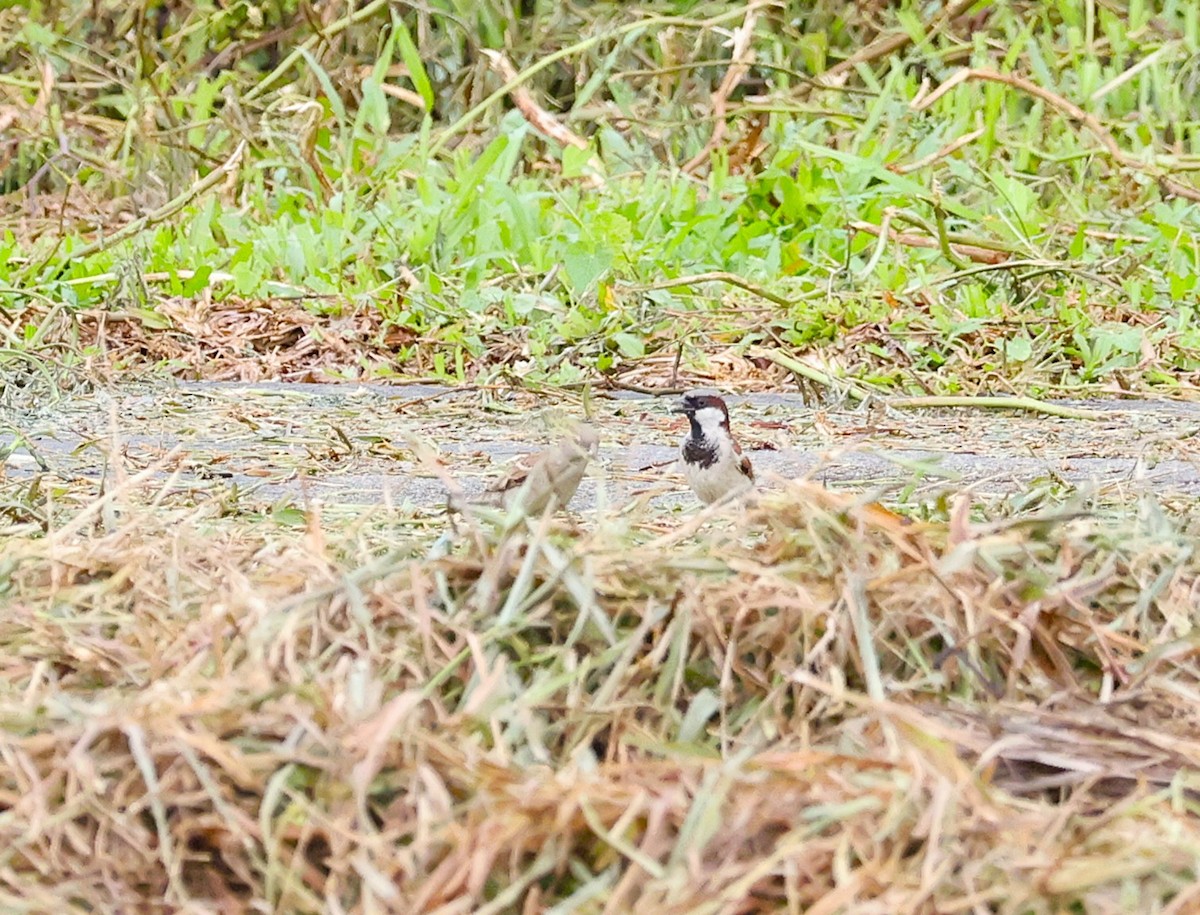 vrabec domácí - ML646841370