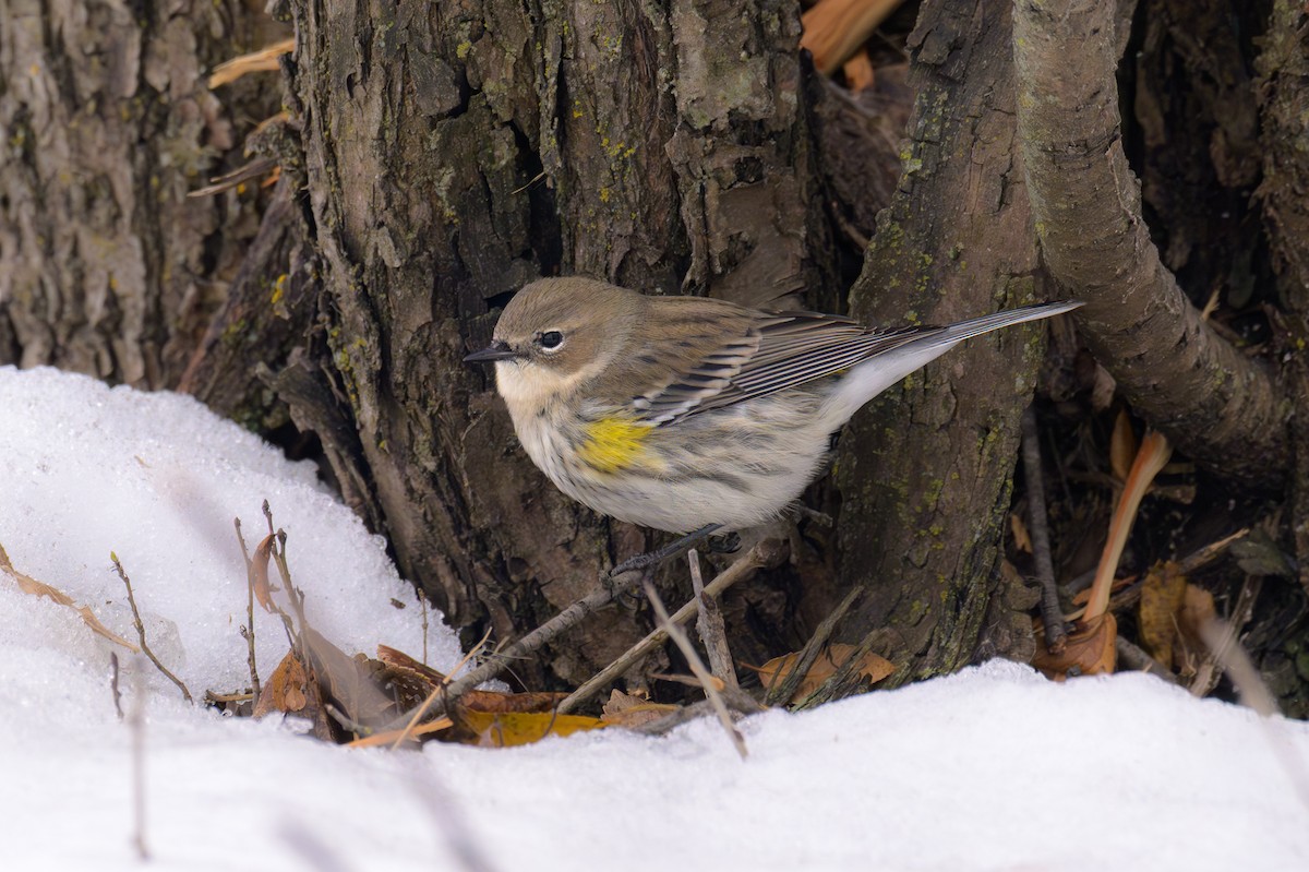 Yellow-rumped Warbler - ML646841371