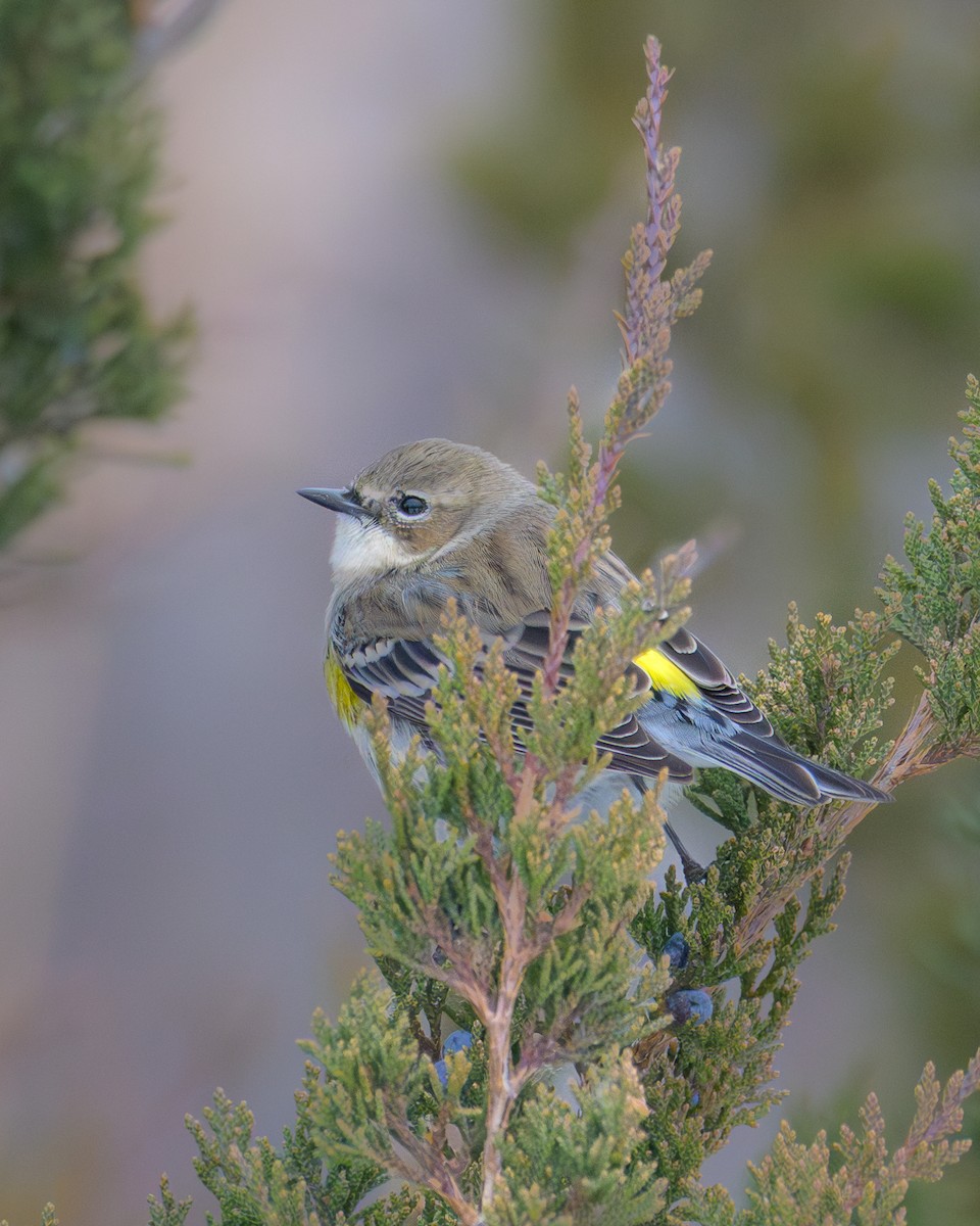 Yellow-rumped Warbler - ML646841372