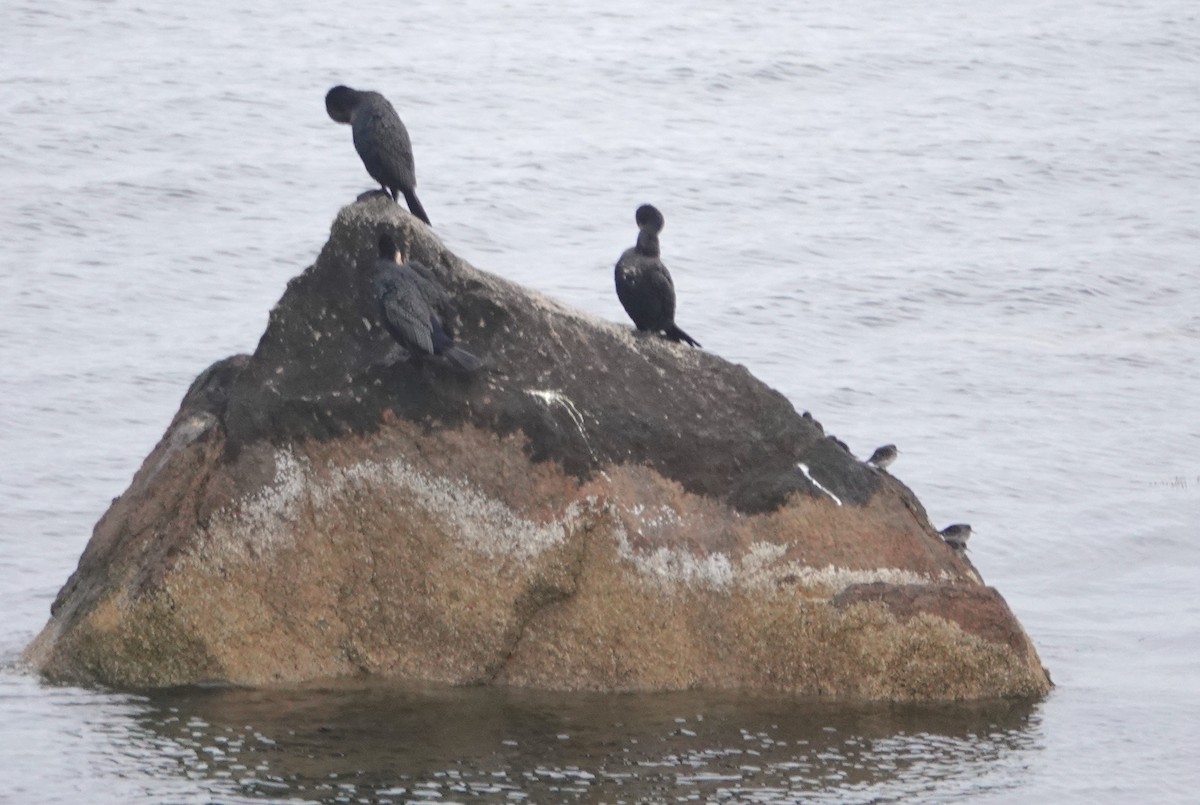 Purple Sandpiper - ML646841373