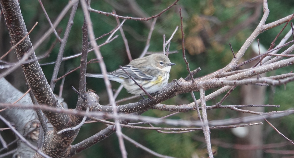 Пісняр-лісовик жовтогузий - ML646841379