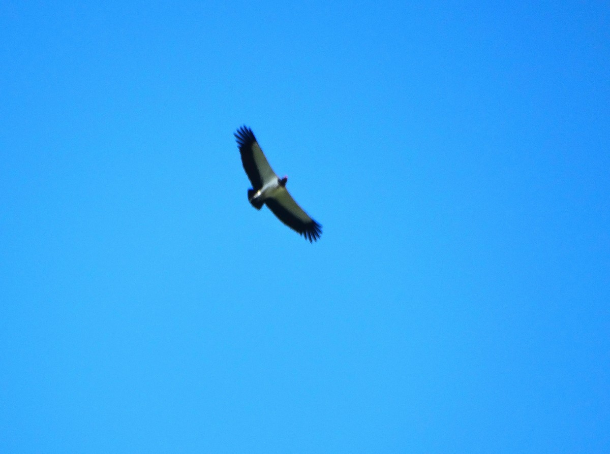 Zopilote Rey - ML646841381