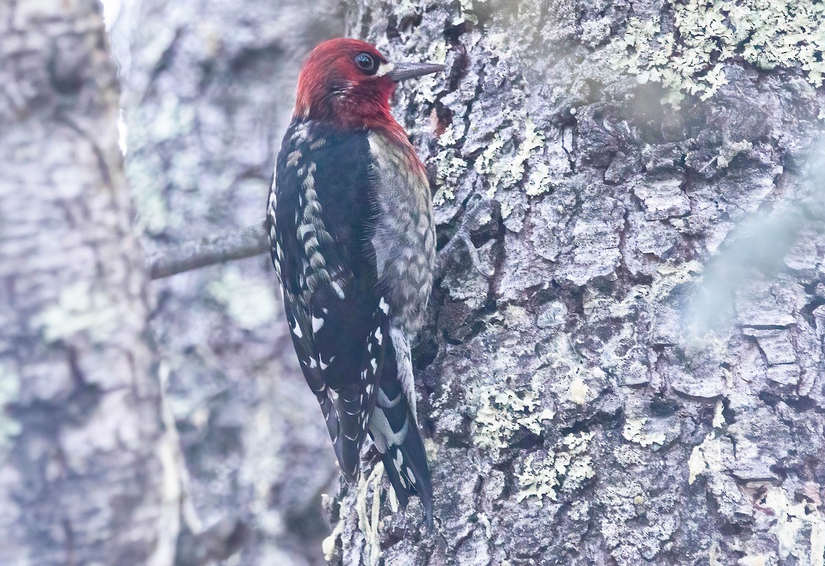 Red-breasted Sapsucker - ML646841382