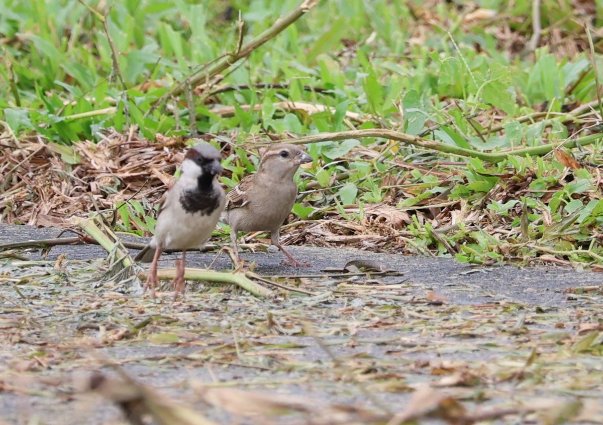 vrabec domácí - ML646841385