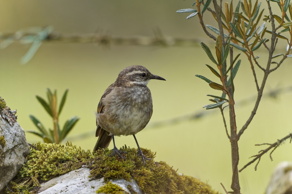 クリバネカワカマドドリ - ML646841389