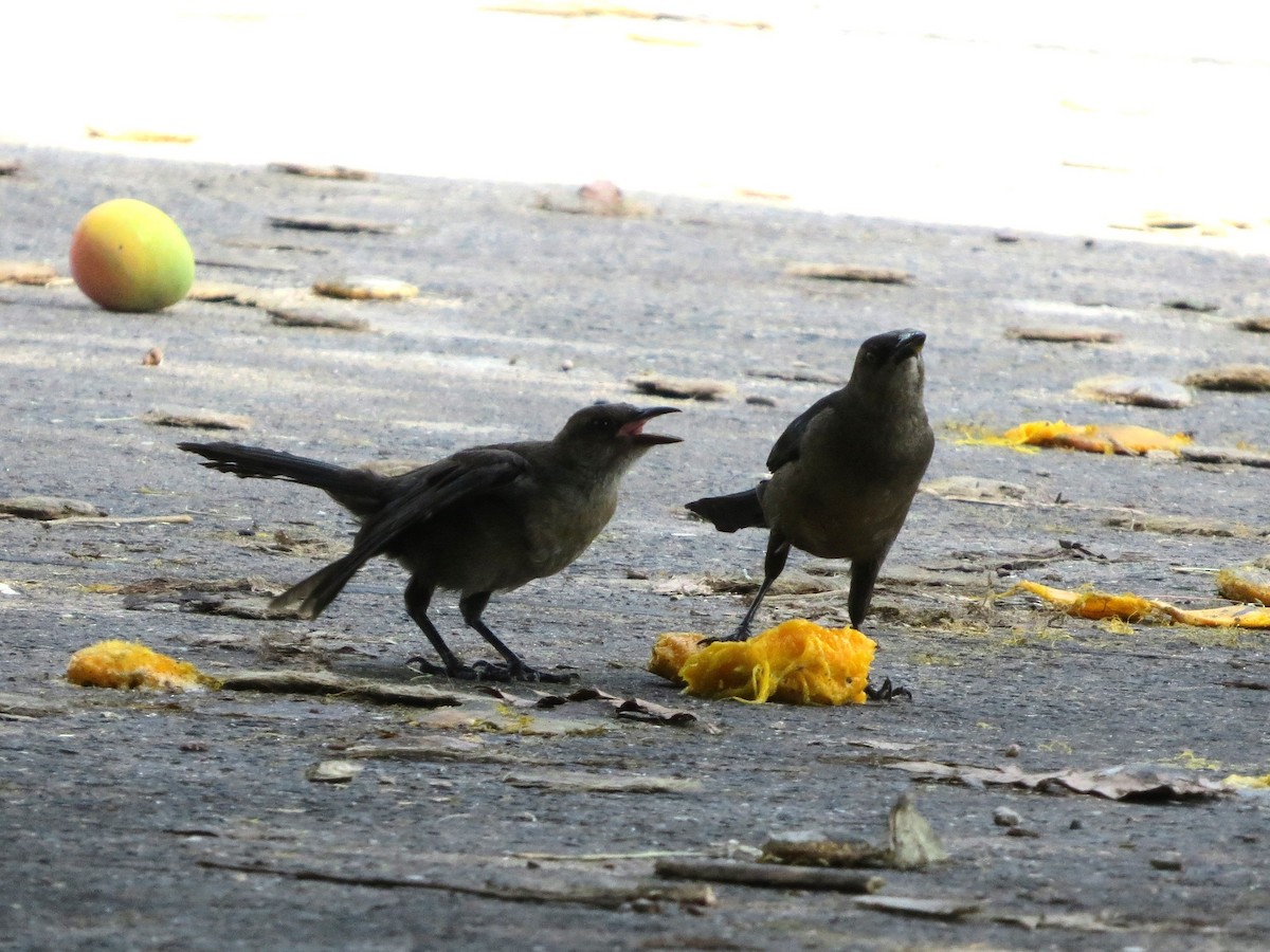 Tropical Mockingbird - ML646841392