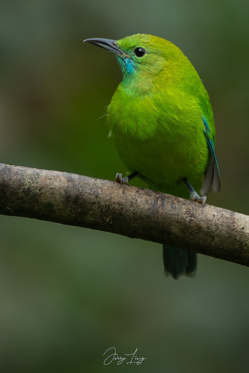 Blue-winged Leafbird - ML646841393