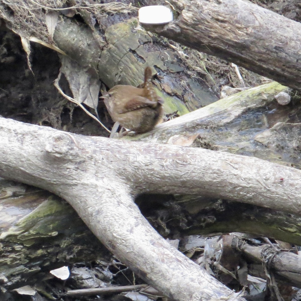 Eurasian Wren - ML646841394