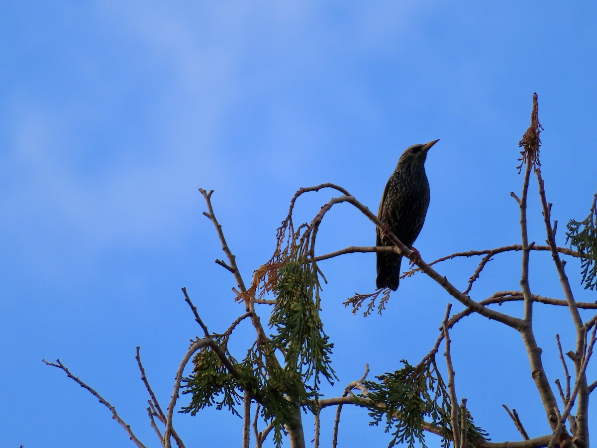 European Starling - ML646841396