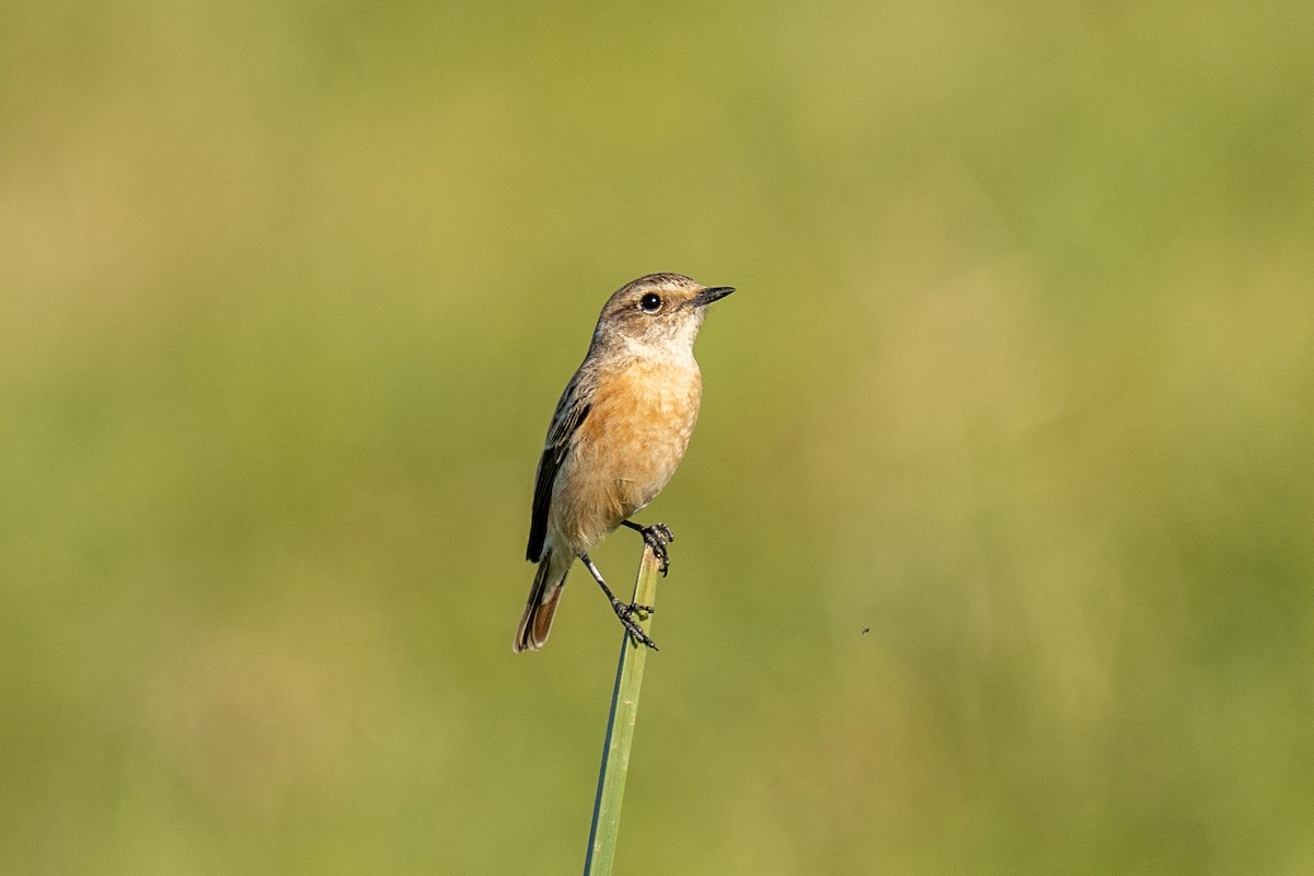 Siberian Stonechat - ML646841397