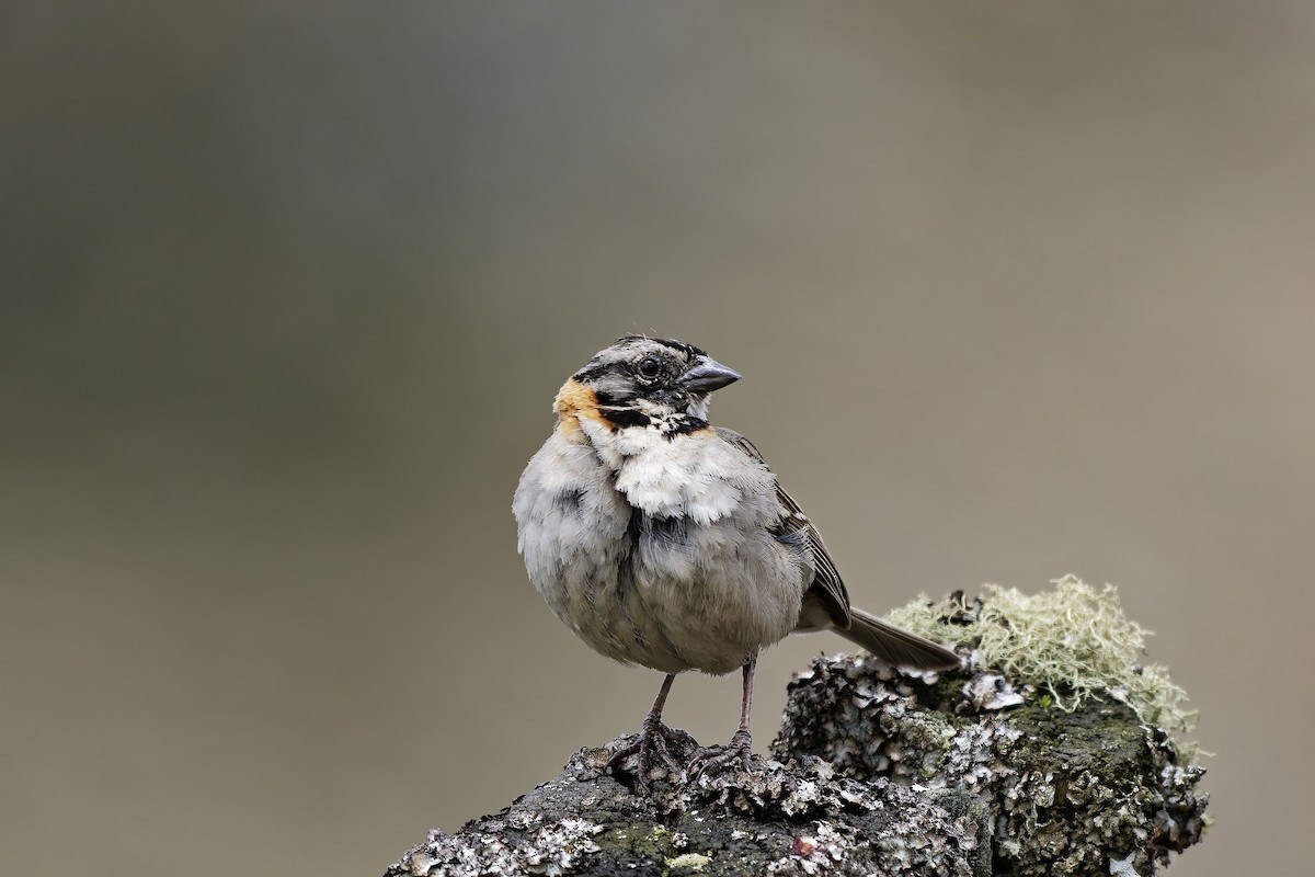 アカエリシトド - ML646841402