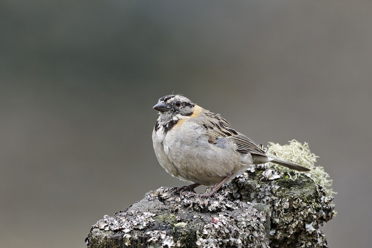 アカエリシトド - ML646841403