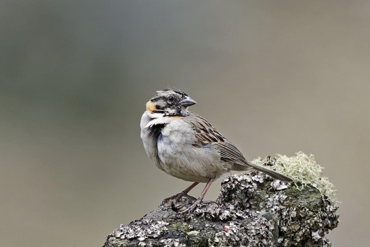 アカエリシトド - ML646841404