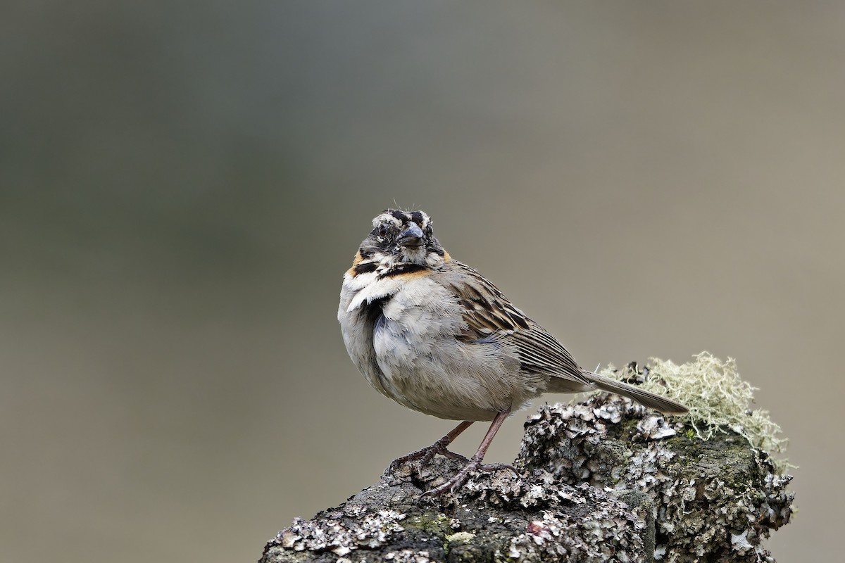 アカエリシトド - ML646841405