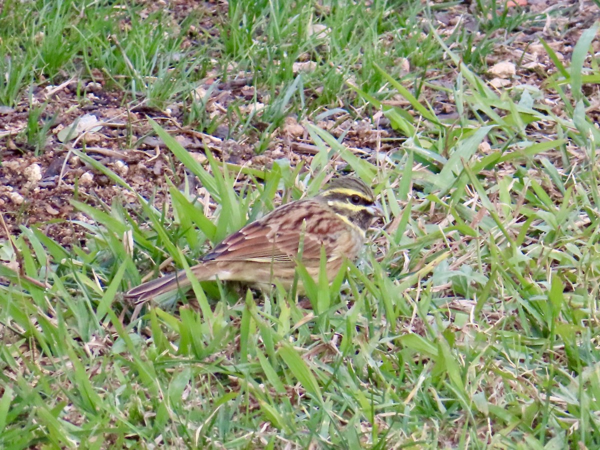 Cirl Bunting - ML646841407