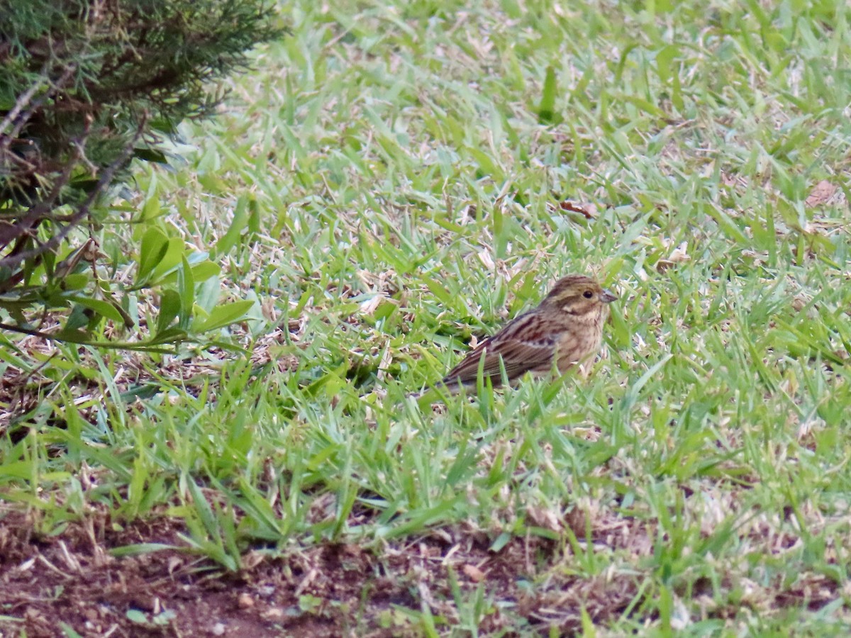 Cirl Bunting - ML646841408