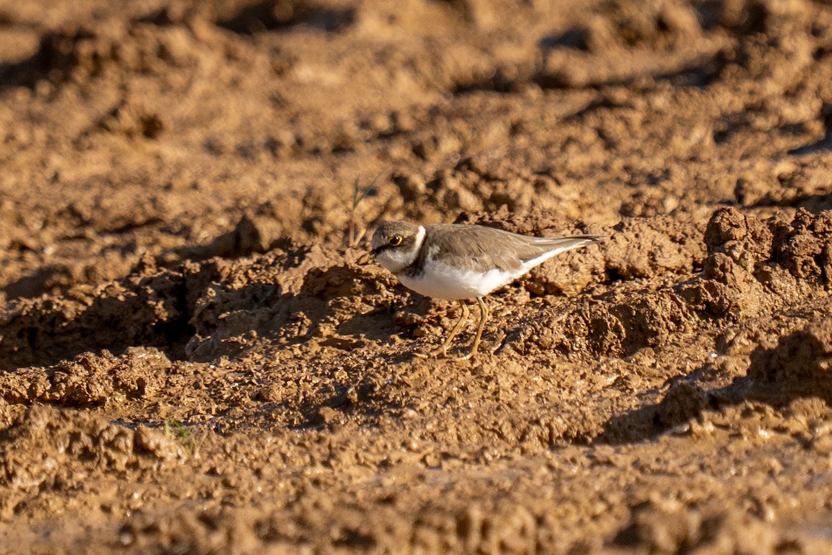 Little Ringed Plover - ML646841411