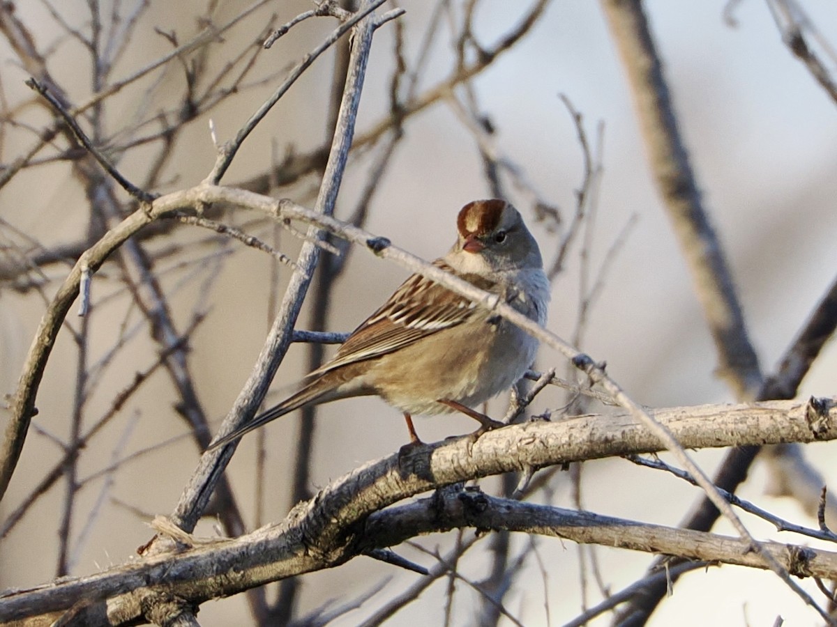 Porsuk Serçesi - ML646841413