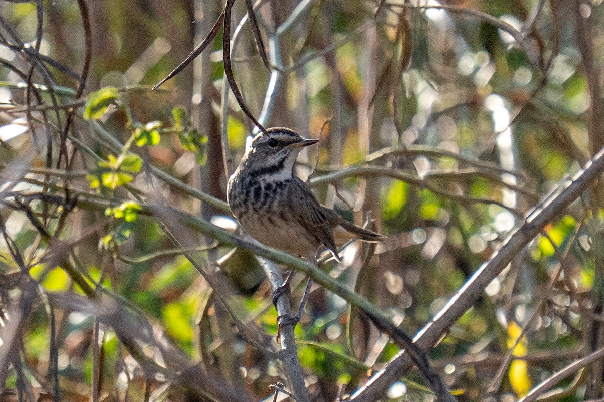 Варакушка - ML646841414