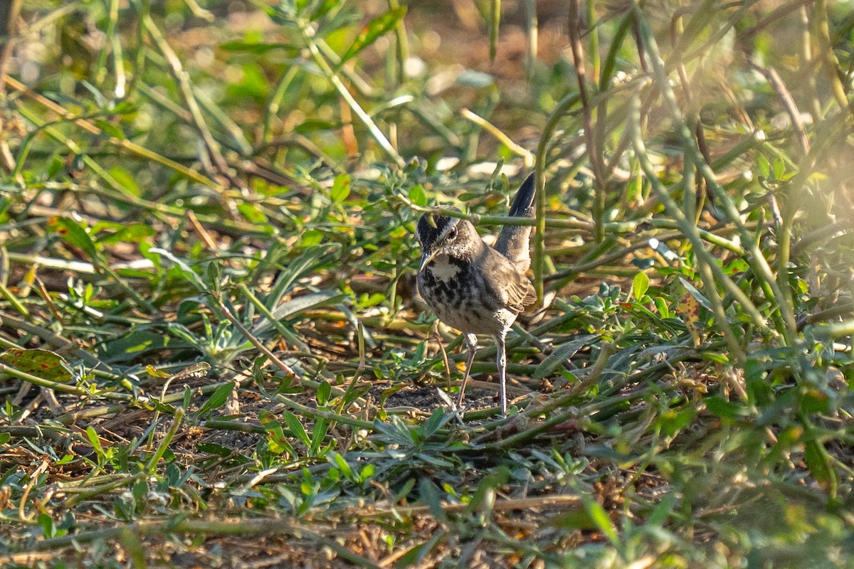 Варакушка - ML646841415