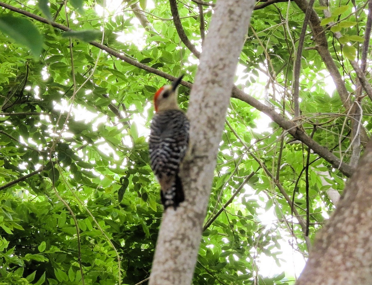 rødkronespett - ML646841420