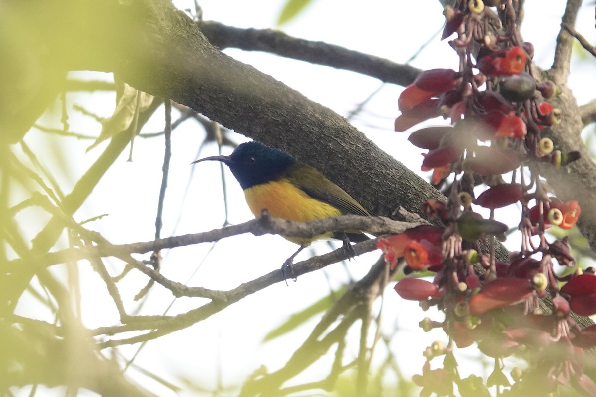 Green-tailed Sunbird - ML646841422
