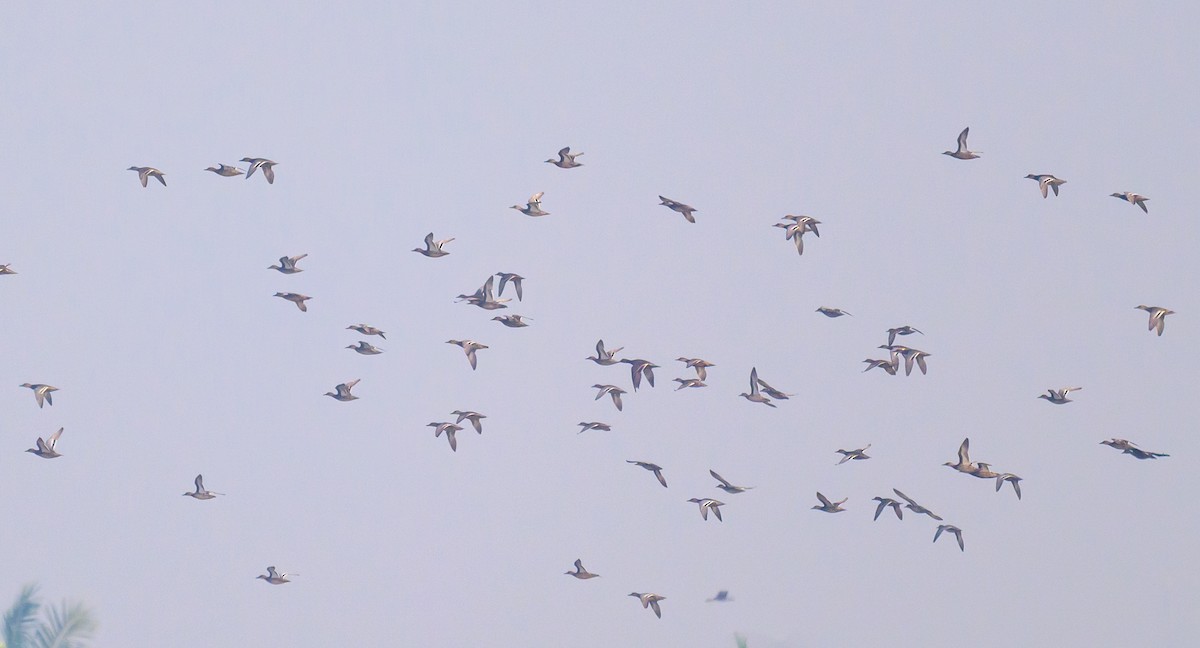 Çıkrıkçın - ML646841424