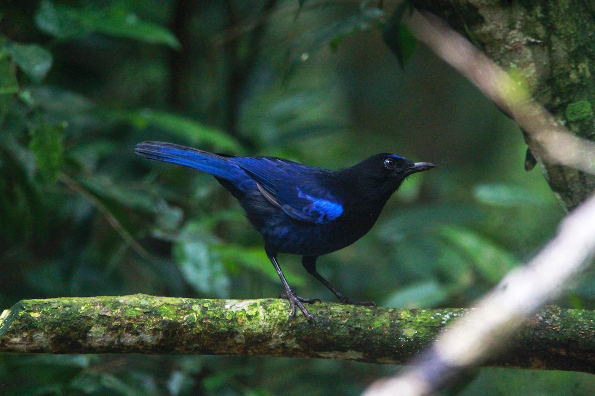 Malabarpfeifdrossel - ML646841426