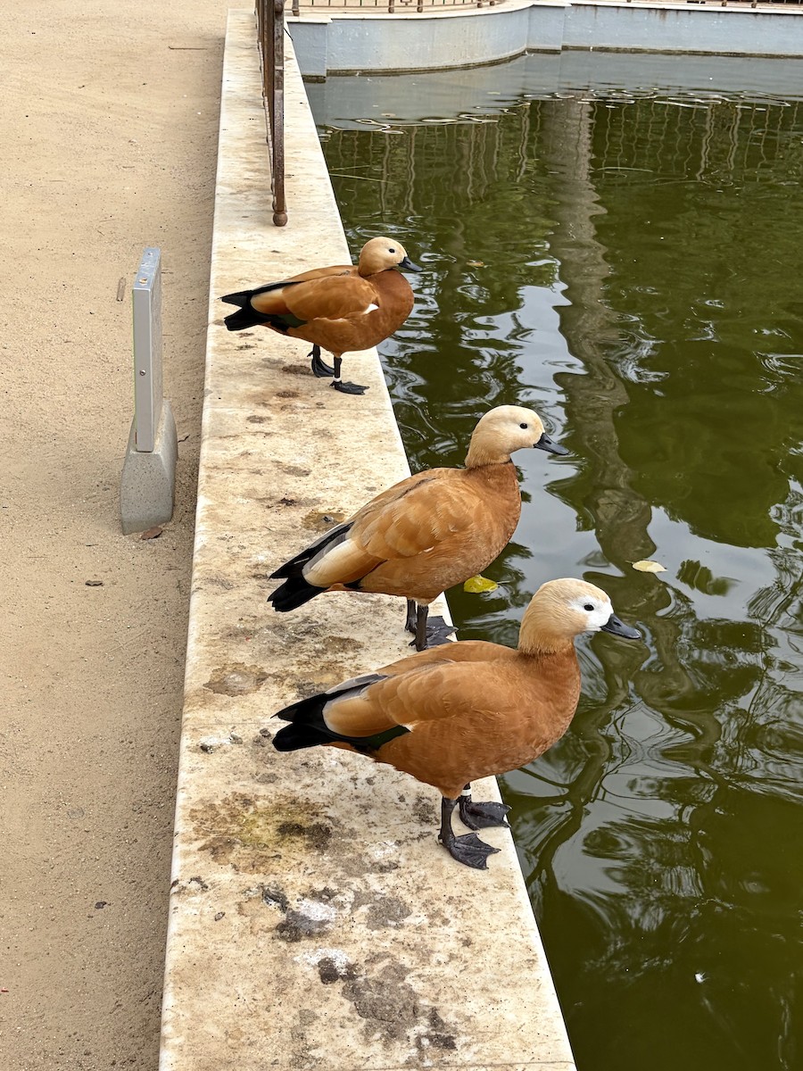 Ruddy Shelduck - ML646841427