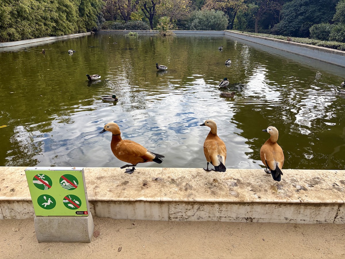 Ruddy Shelduck - ML646841428