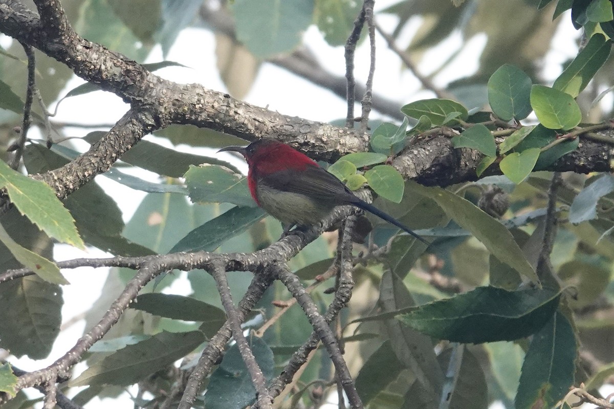 Crimson Sunbird - ML646841430