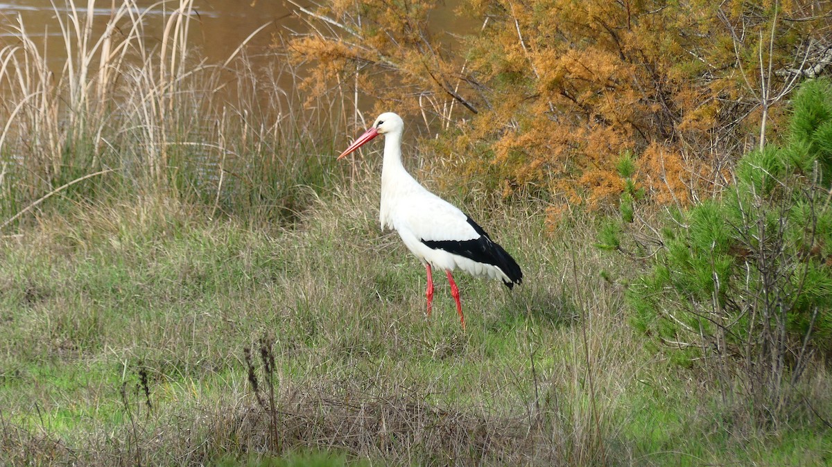 White Stork - ML646841431