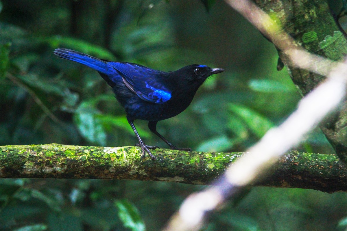 Malabarpfeifdrossel - ML646841433