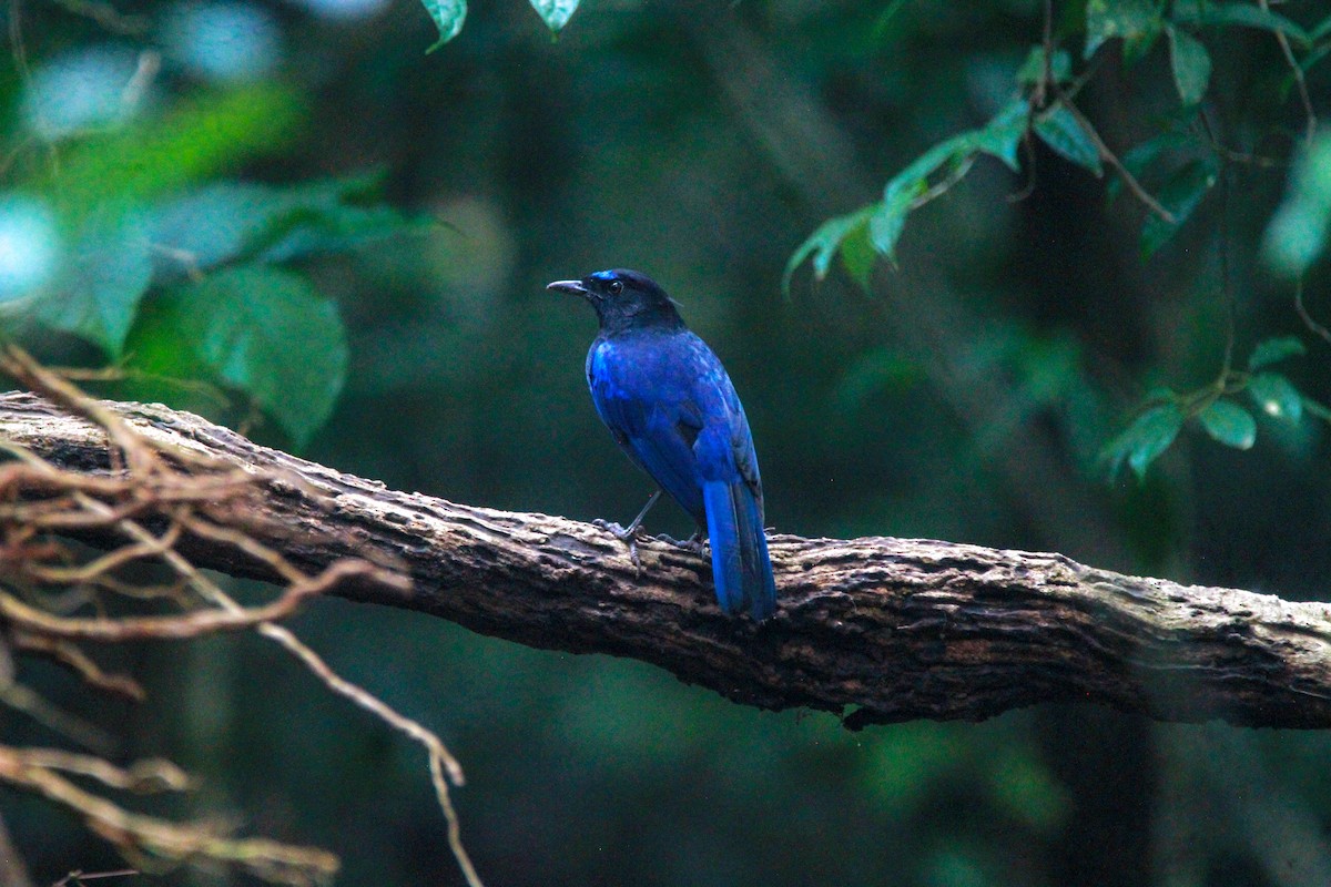 Malabarpfeifdrossel - ML646841434