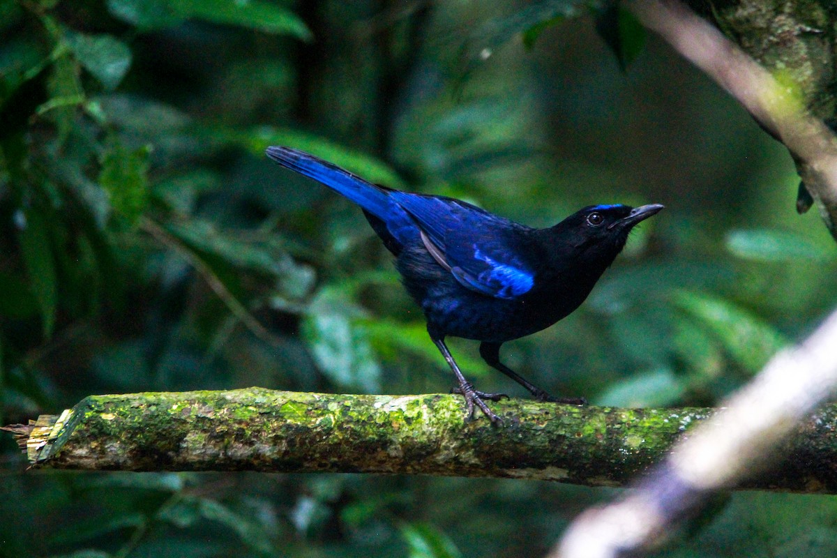 Malabarpfeifdrossel - ML646841435