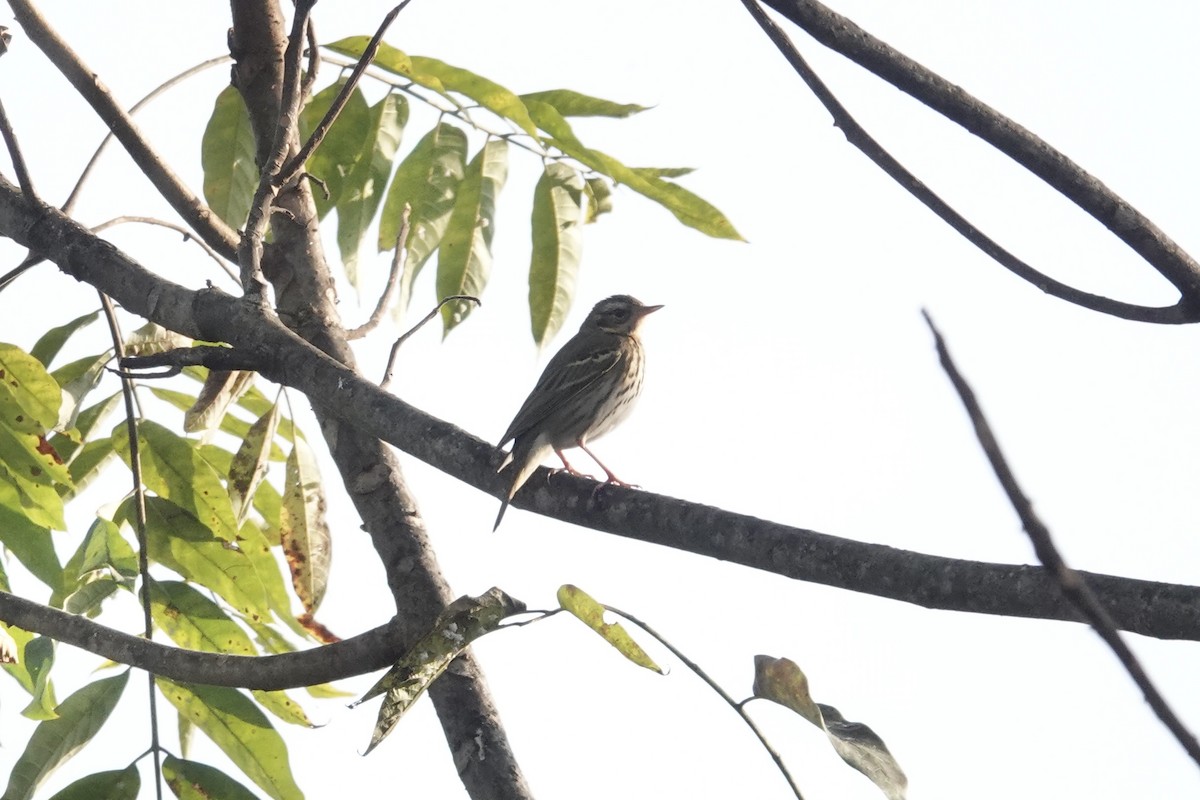 Olive-backed Pipit - ML646841436