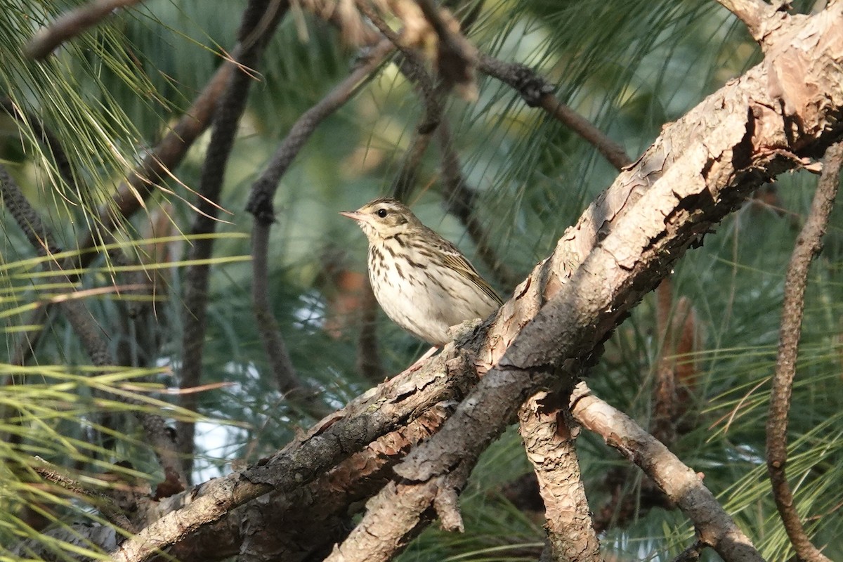 Olive-backed Pipit - ML646841437