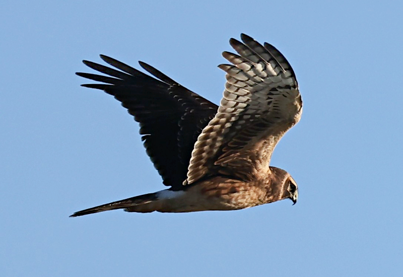 Лунь американський - ML646841438