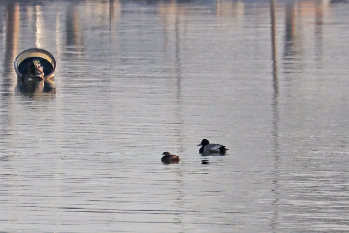 Murgilari burugorria - ML646841442