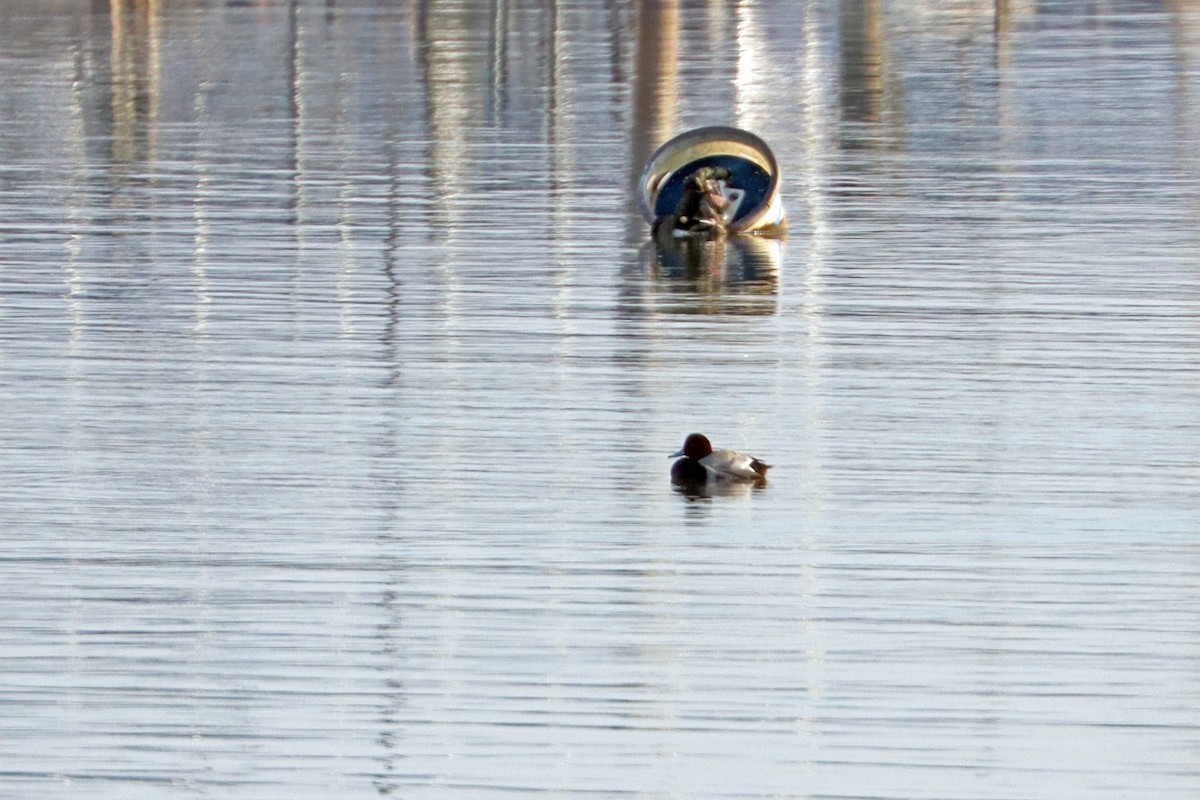 Murgilari burugorria - ML646841443