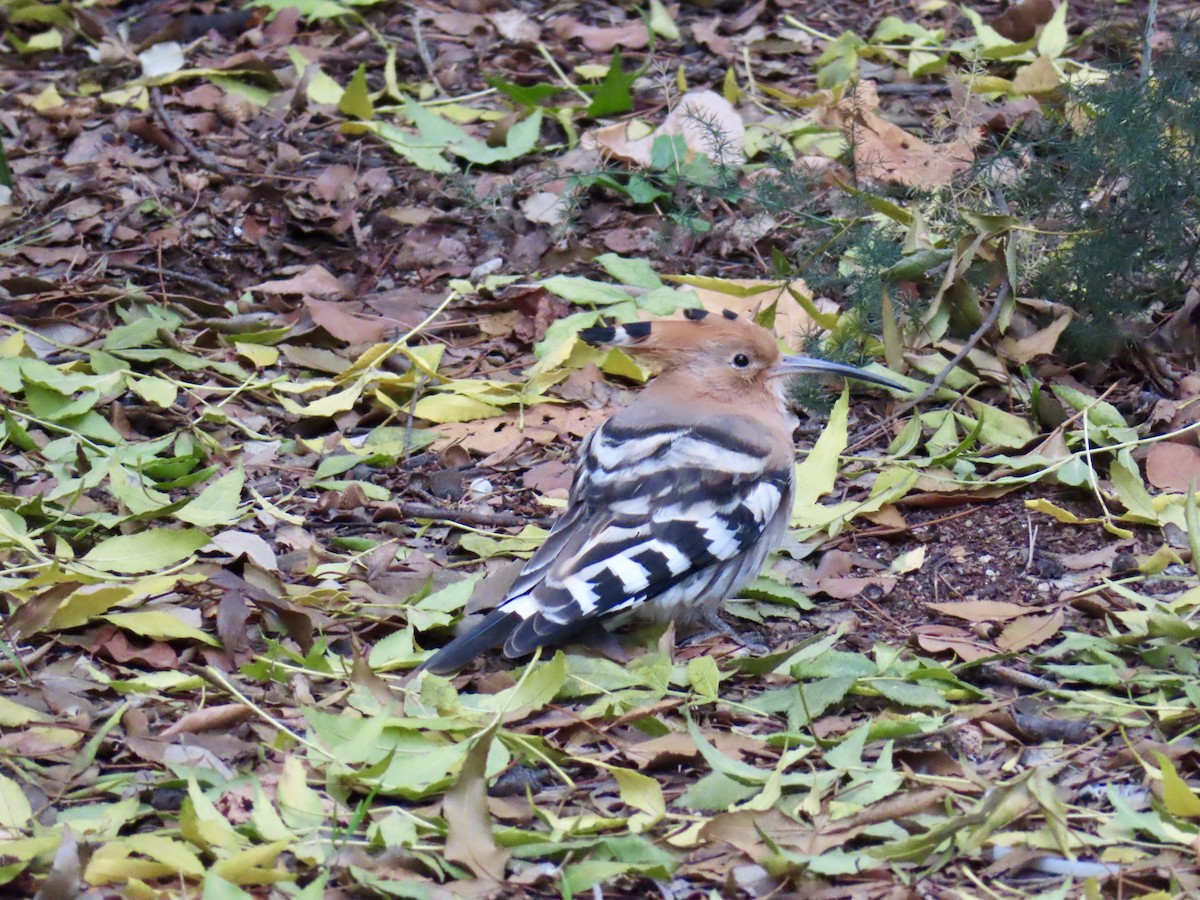 ヤツガシラ - ML646841444