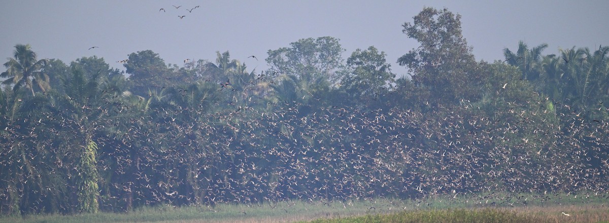 Kılkuyruk - ML646841445