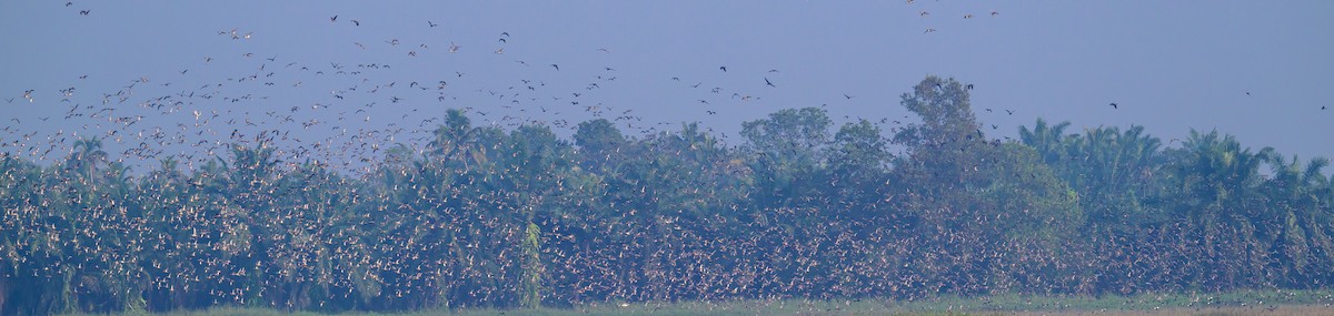 Kılkuyruk - ML646841446