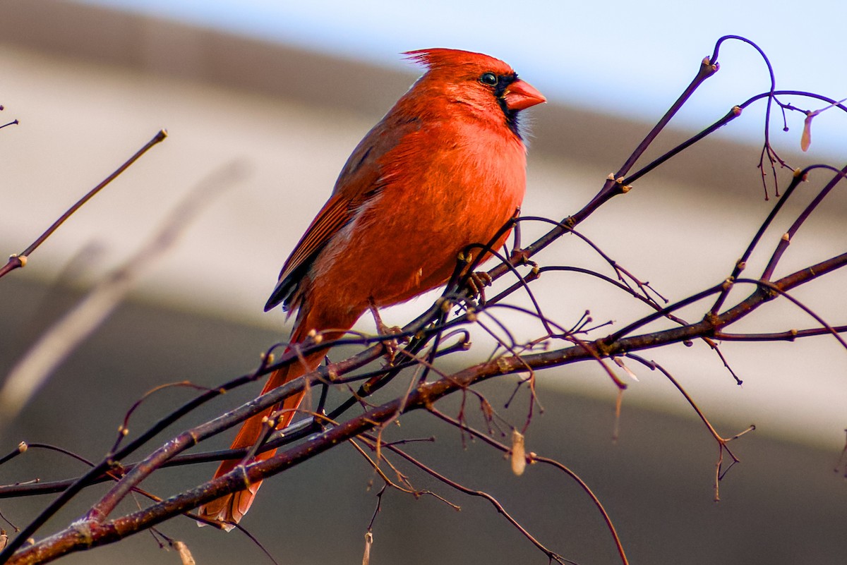 Cardenal Norteño - ML646841447