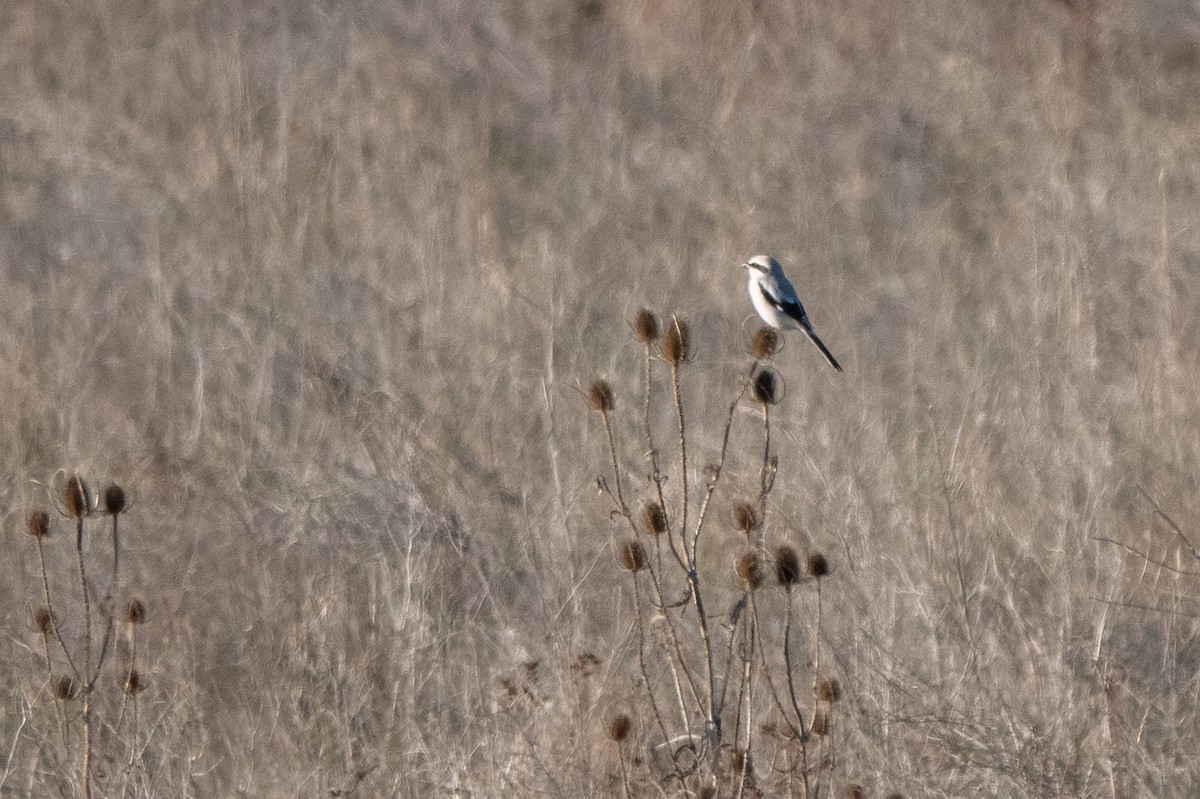 Great Gray Shrike - ML646841450