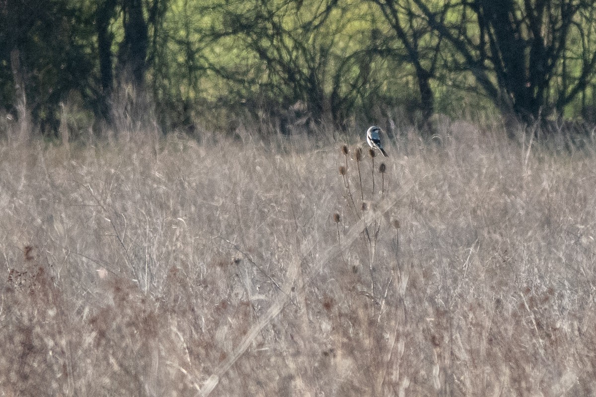 Great Gray Shrike - ML646841451